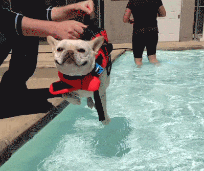 dog-swim